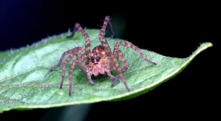 蜘蛛中的恐怖之王--狼蛛