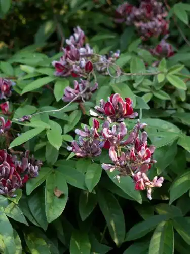 户外野生鸡血藤的开花期