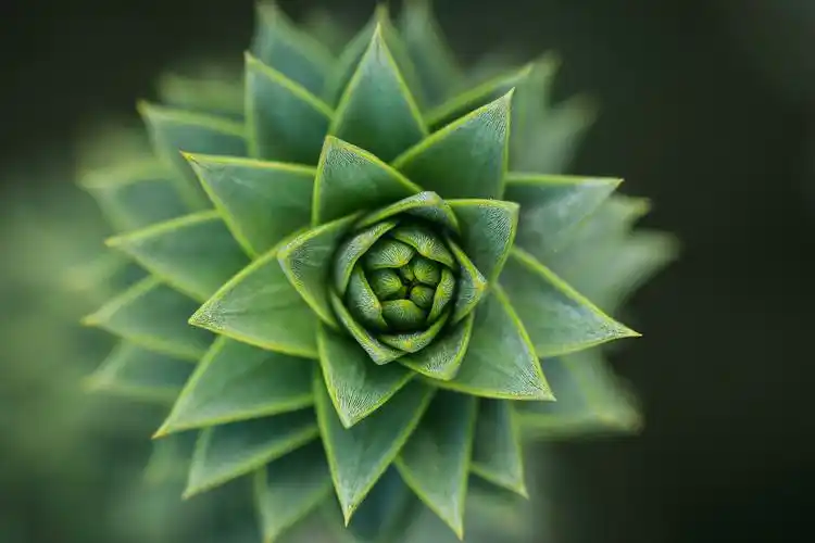 多肉植物电脑护眼桌面壁纸绿色