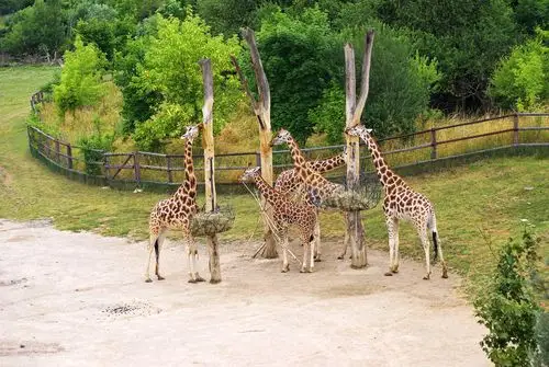 动物园图片_动物园图片大全_全景图片网