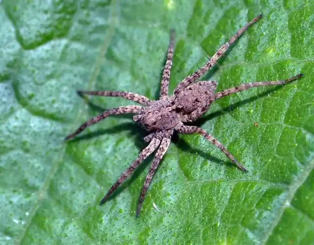 常见蜘蛛