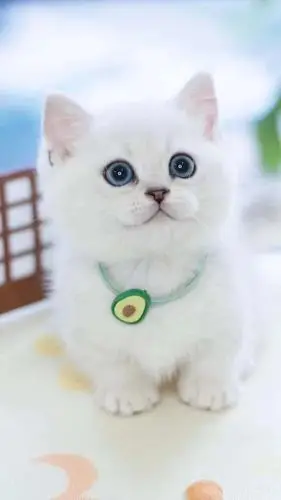 银渐层英短猫英国短毛猫折耳猫猫咪活物宠物猫幼崽活体纯种小奶猫