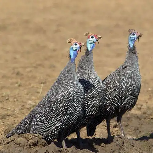 珍珠鸡种蛋受精蛋出售成年下蛋种母鸡价格活体现货供应大小珍珠鸡