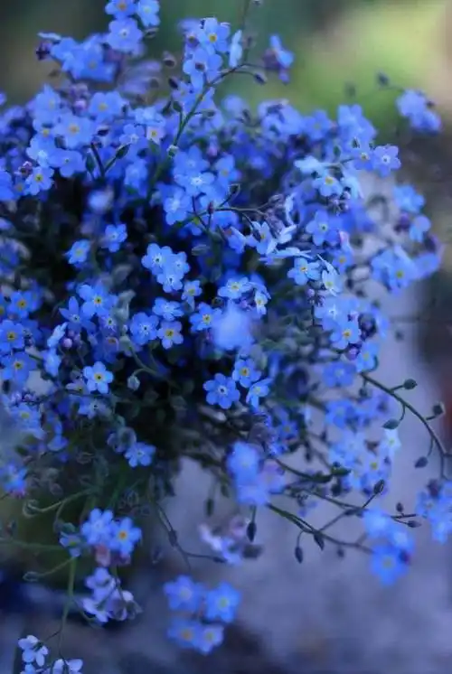 forgetmenot直译过来勿忘我本身有"永恒"的意味虽然看上去很像假花,但