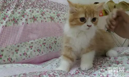 家养加菲和美短生下的混血儿可爱小猫咪