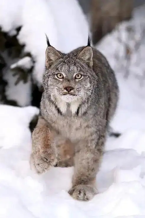 【文博荟萃】瑷珲的野生动物——猞猁_网易订阅