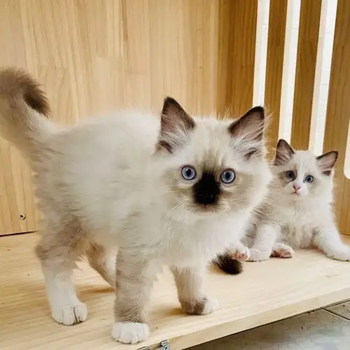 有两只小猫咪,布偶black和中华田园猫小宝