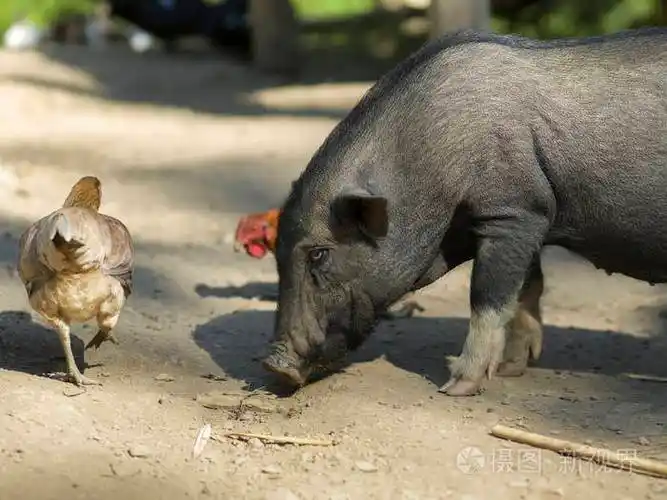 猪和公鸡在农场班gnoyhai琅勃拉邦老挝