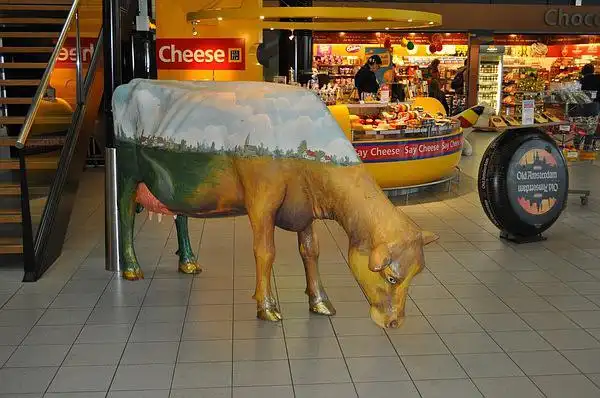 荷兰的国宝--母牛 嘎嘎