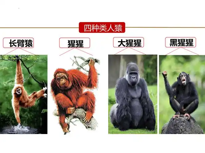 20212022学年人教版生物七年级下册411人类的起源和发展课件共33张ppt