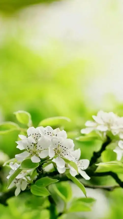 小清新唯美花朵