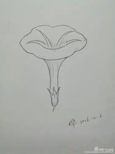 2开始在微信上学彩铅画,这是我学画的第一张处女作,铅笔画喇叭花.