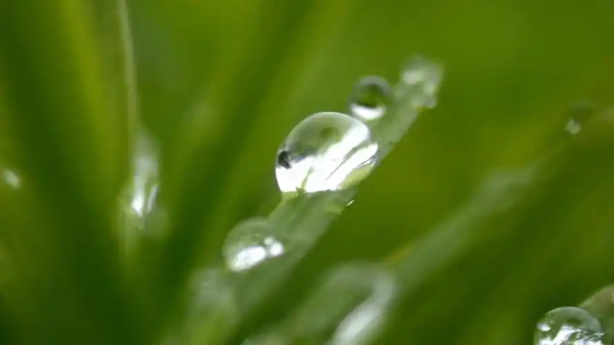 好看的绿色植物电脑壁纸第二辑