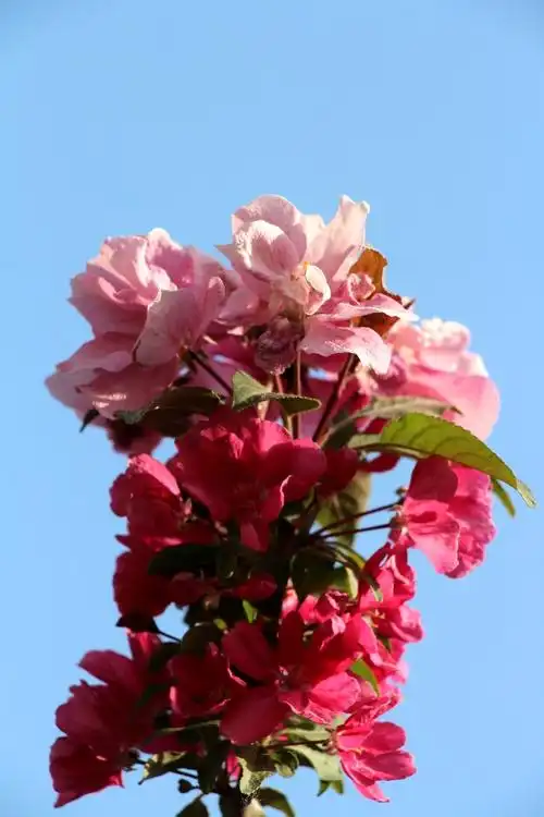 这就是秋天花果并存的牡丹海棠又识重瓣雍容貌,尽收镜头入锦囊.