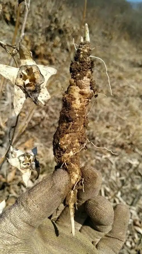 山胡萝卜,学名密花岩风,又名羊乳,山海螺,俗称山地瓜等,是一种高营养