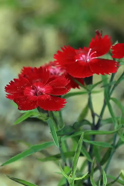 石竹花(二)