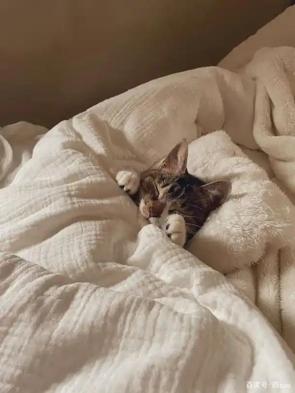 日本一位铲屎官家里的两只猫咪躺在小床床上被窝里睡觉的样子,让网友