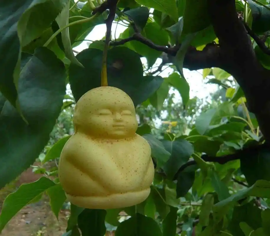 人参果口感怎么样有什么功效