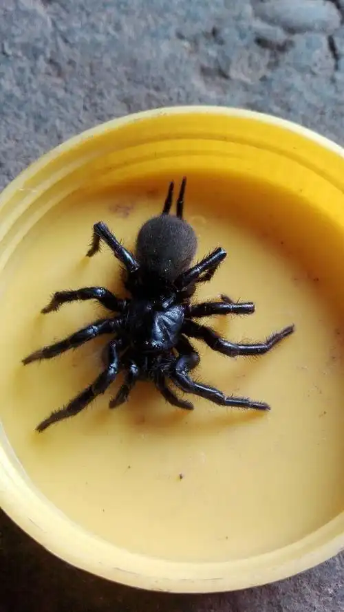 这是什麼蜘蛛?它生活在土地里,有没有什麽价值?