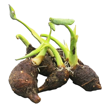 广西荔浦芋头苗当季农家种植小芋头泥现挖新鲜特产蔬菜3斤