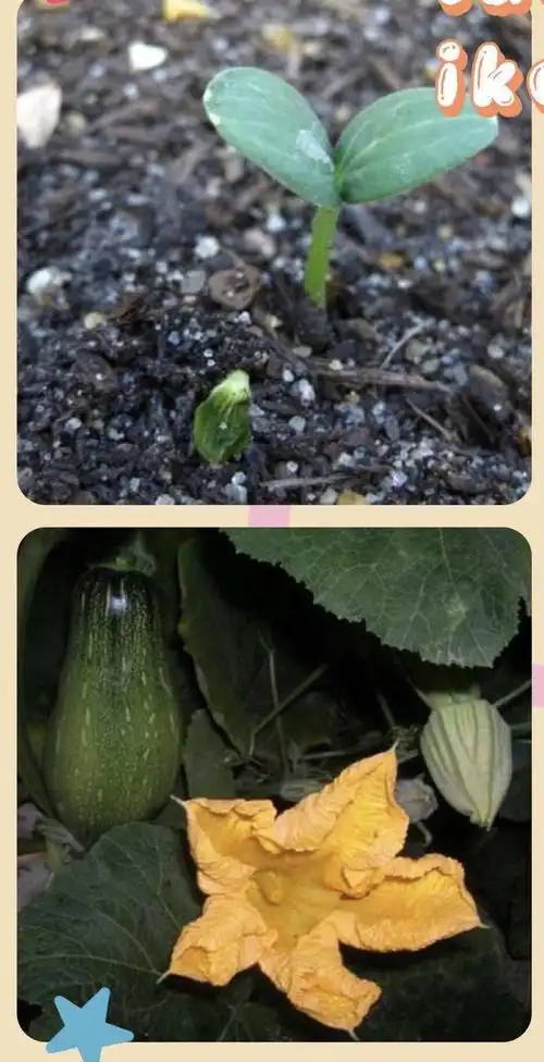 秋之狂想,亲亲南瓜 ——航南幼儿园泰安新城园区南瓜宝宝成长记