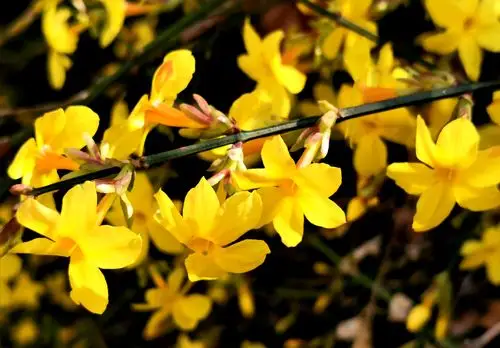 春天第一花迎春花