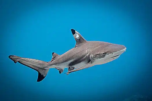 小鲨鱼_小鲨鱼图片