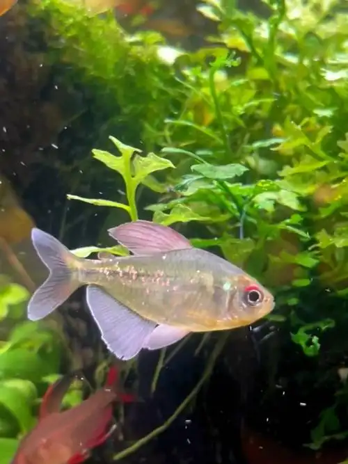 心中最美的灯鱼——南美钻石灯