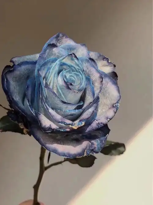 肯尼亚玫瑰信天翁是我对爱情的忠贞不渝