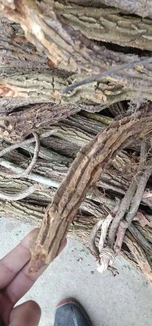 [钩吻批发]钩吻 鲜货断肠草大茶藤苦蔓藤20吨价格1.5元/斤 - 惠农网