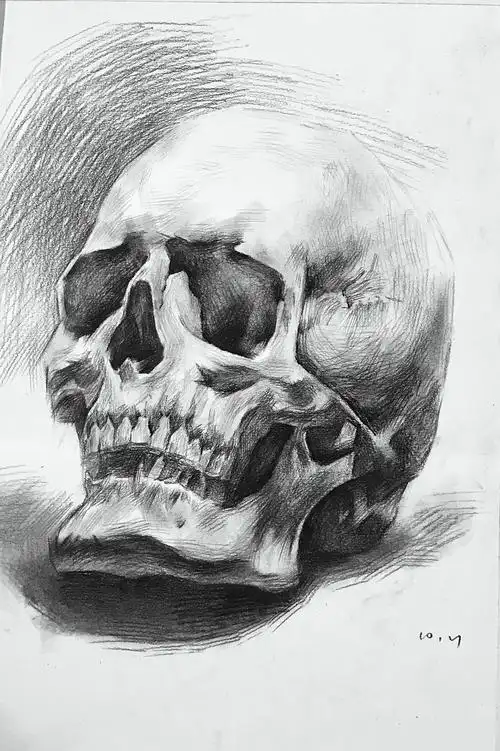 头骨素描