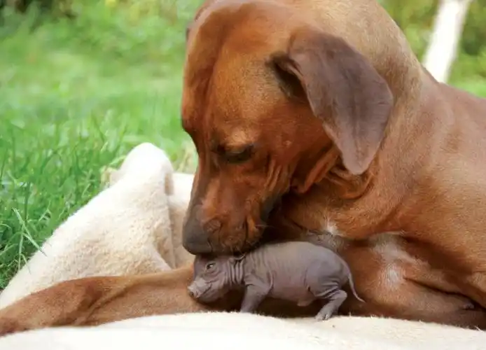 不同动物之间也可以建立真挚感人的友谊,这些温情满满的图片让你暖到