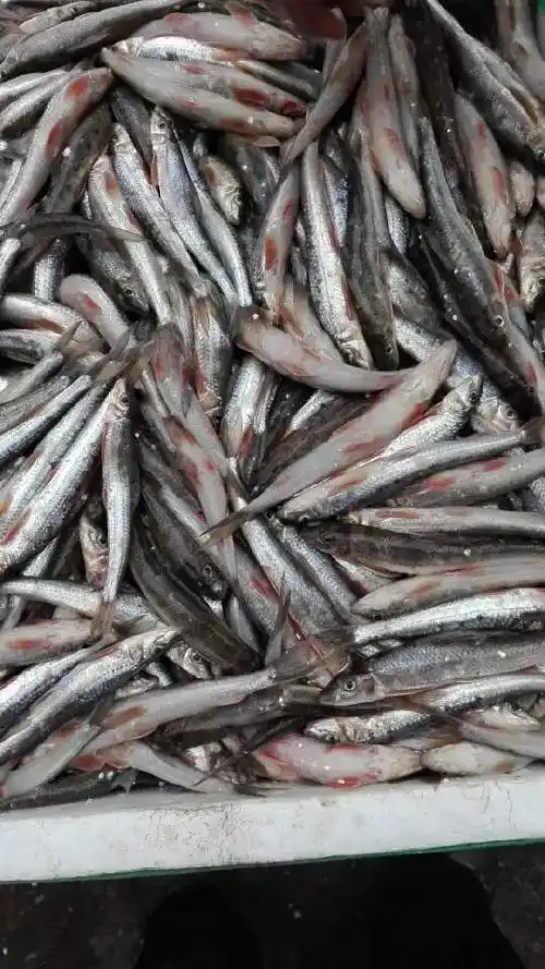 批发船丁鱼电话号船丁鱼批发价格