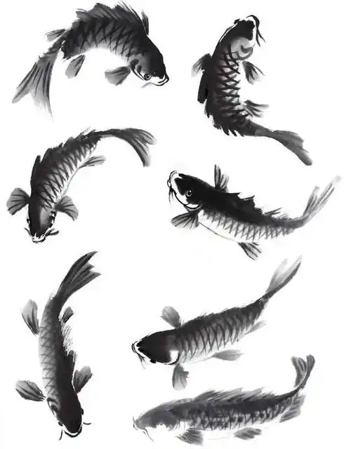 【国画教程】鲤鱼基本画法