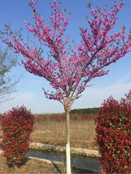 巨紫荆是成活率较高长势较快的一种观花大乔木植物,栽植当年树冠 - 抖