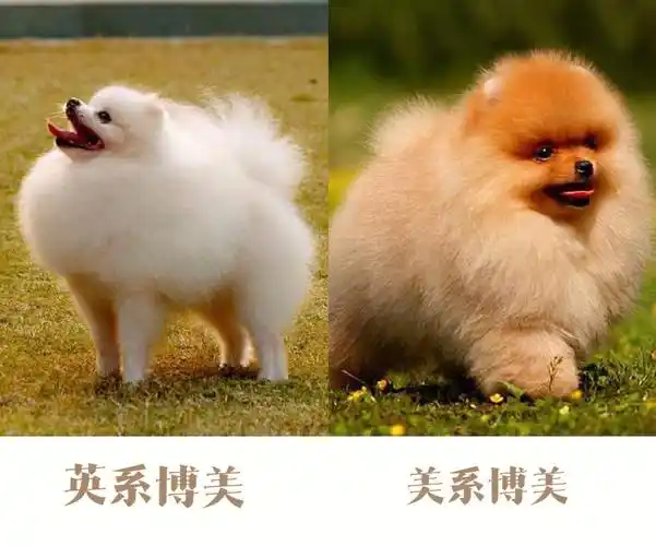 英系 vs 美系博美
