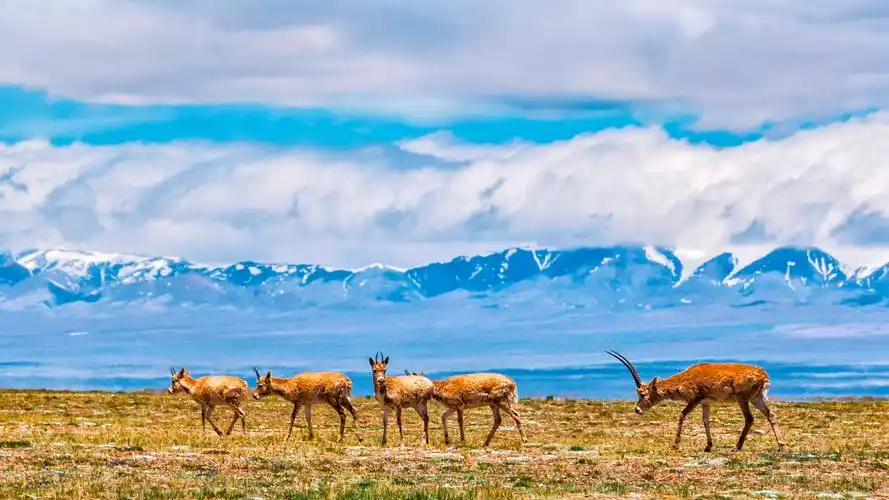 夏天的可可西里 - 摄影大赛2017 - 地理中文网—《国家地理》杂志中文