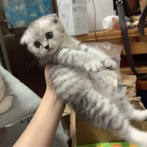 请问这个是假立耳还是折耳立