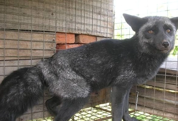 吉林双辽市"养狐能手"肖海平的蓝狐养殖创业致富经