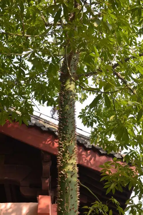 遇见一棵浑身长满刺的树,不知是啥?