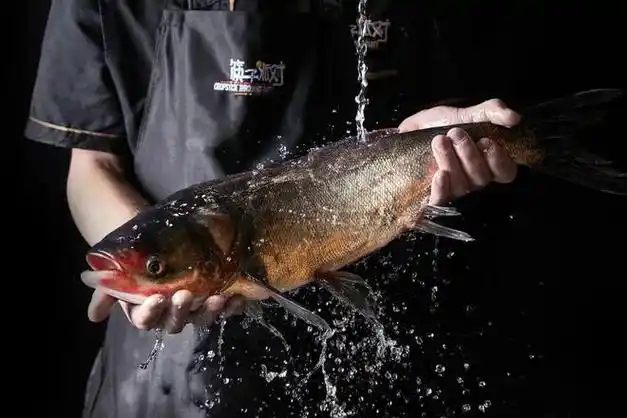 没白等筷子派对8周年庆请全成都人免费吃深水花鲢