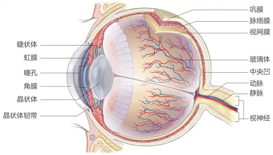 图序- 2 人眼的解剖图,08 turhanerbas绘