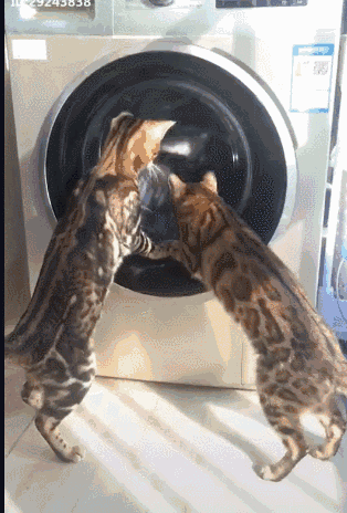 看起来手法不错咱们猫的技术可是一流的,看看小伙伴的表情,那简直不