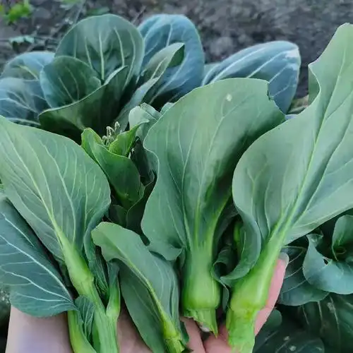 白菜心新鲜重庆农家露天时令蔬菜2斤3斤4斤5斤包邮现摘青菜苔