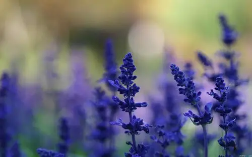 熏衣草唯美风景高清壁纸