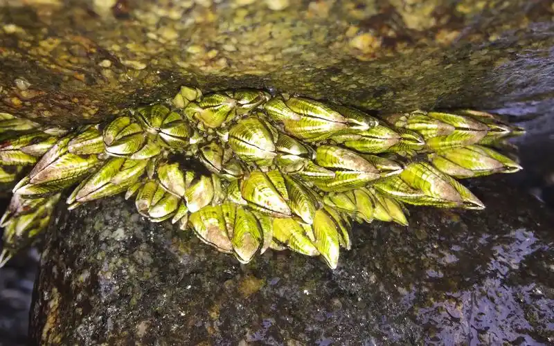 闲牛冒着寒冷细雨去赶海,发现石头缝里全是极品佛手螺,拔着真爽