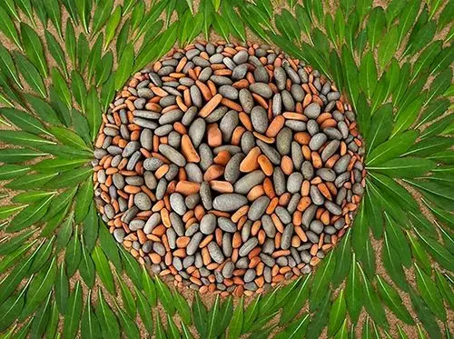 石头和树叶组成的大地艺术