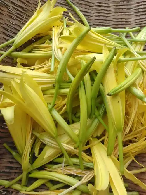 关于种植黄花菜,各种病害的防治方法,收起来多看看吧