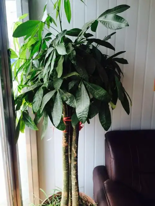 家里有棵长势良好的发财树,我想扦插种棵可以长高长大的发财树,不想要