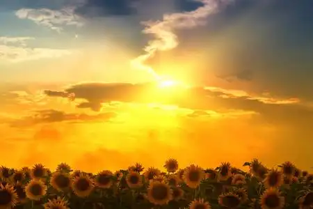 炎热的太阳在炎热的夏天太阳的光线的向日葵字段照片